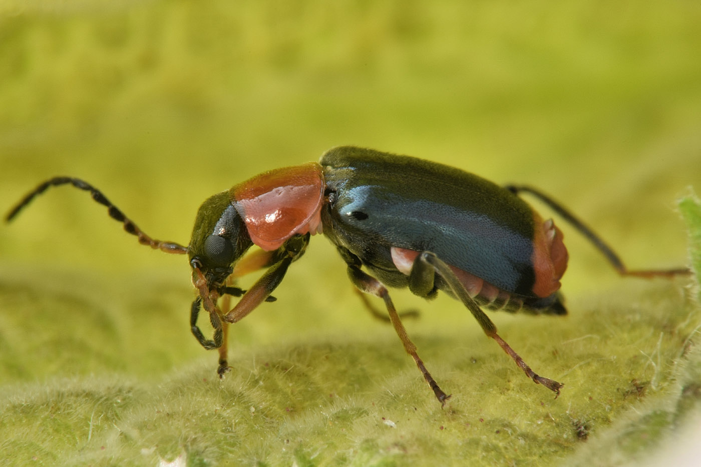 Malachiidae: Ebaeus battonii, maschio